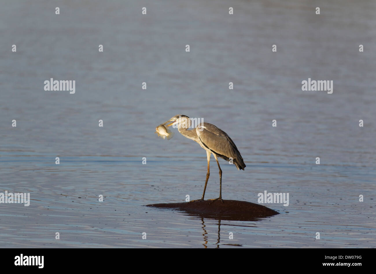 Graureiher (Ardea Cinerea), juvenile, mit Fisch im Schnabel auf der Rückseite ein Flusspferd (Hippopotamus Amphibius), Sunset-Damm Stockfoto