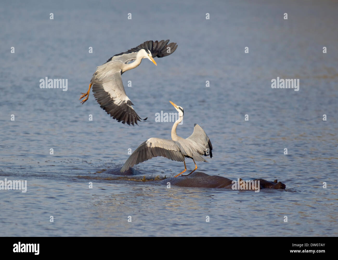 Graureiher (Ardea Cinerea), zwei Rivalen Streit um einen Platz auf der Rückseite ein Flusspferd (Hippopotamus Amphibius), Sunset-Damm Stockfoto