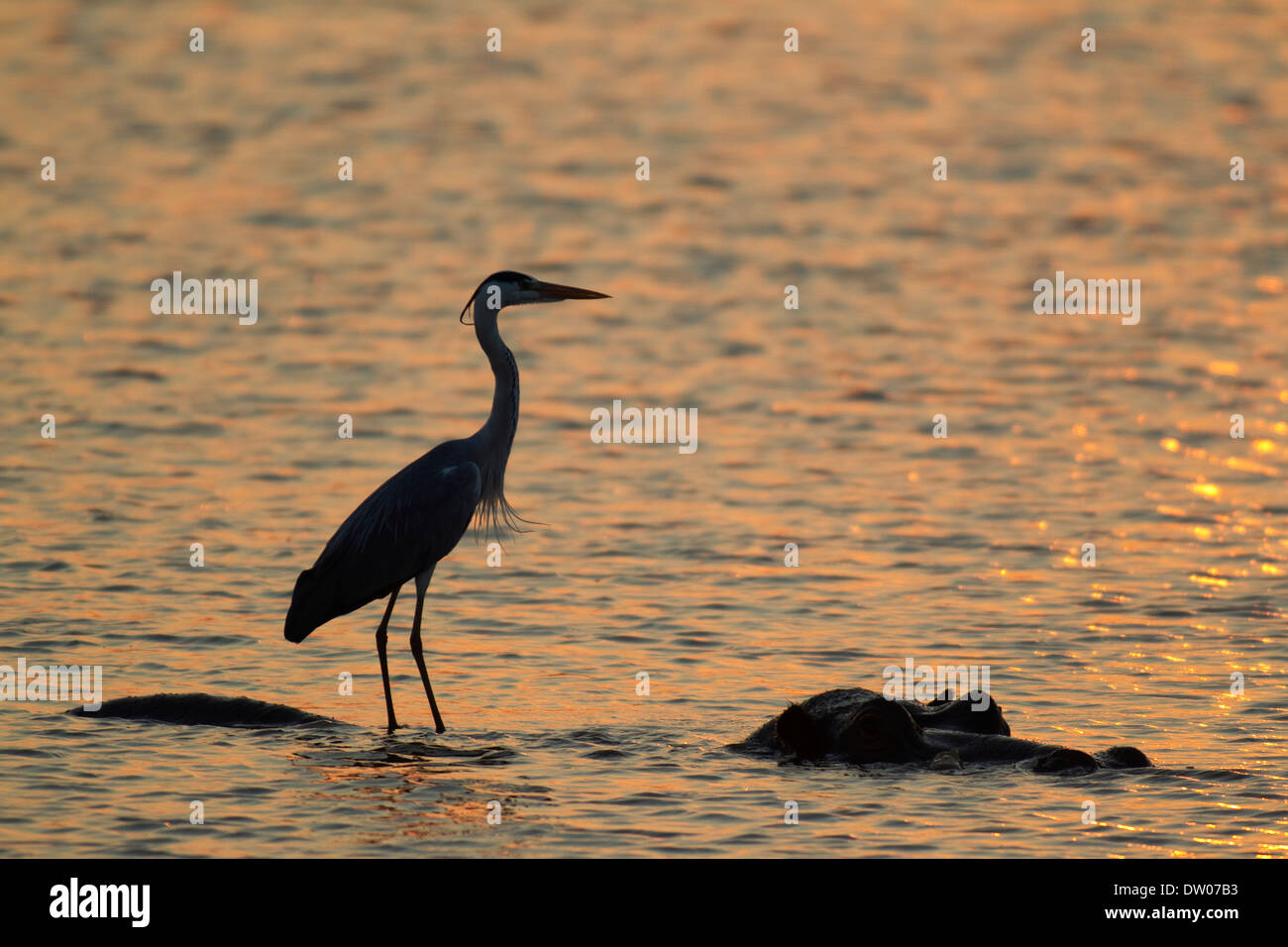 Graue Reiher (Ardea Cinerea), auf der Rückseite ein Flusspferd (Hippopotamus Amphibius), bei Sonnenuntergang, Sunset Dam, Krüger-Nationalpark Stockfoto
