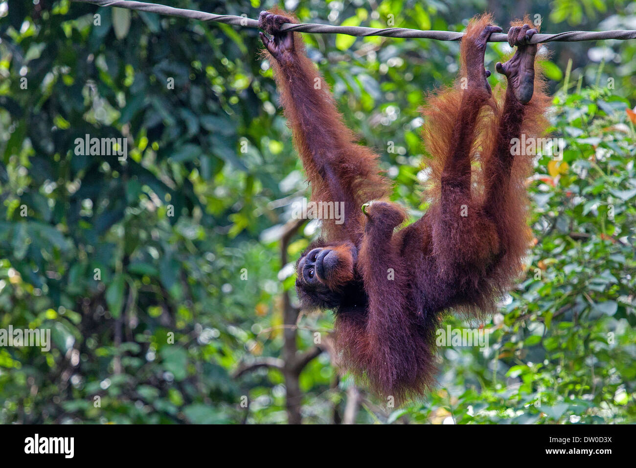 Ein Orang-Utan (Pongo Pygmaeus) hängen an einem Seil in Borneo, Malaysia Stockfoto