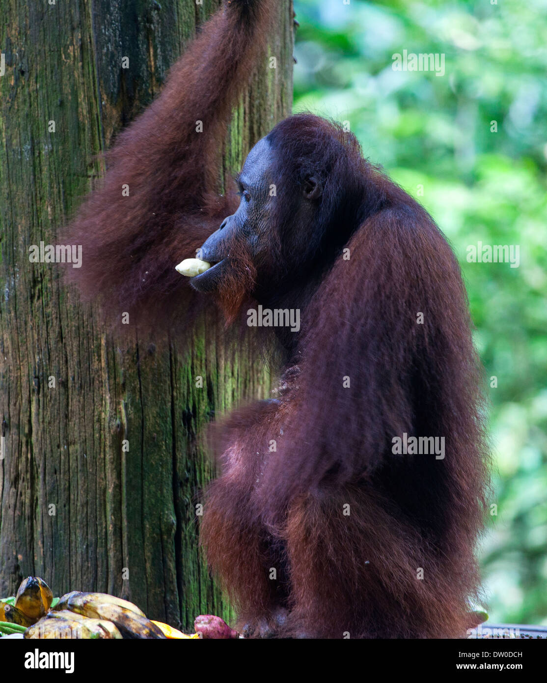 Ein Orang-Utan (Pongo Pygmaeus) Essen in Borneo, Malaysia Stockfoto