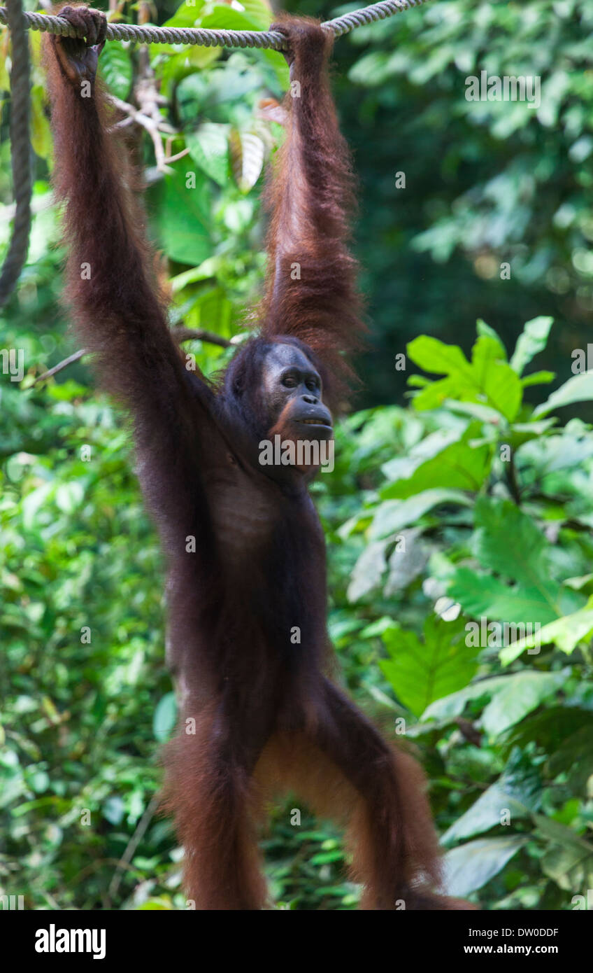 Ein Orang-Utan (Pongo Pygmaeus) hängen an einem Seil in Borneo, Malaysia Stockfoto
