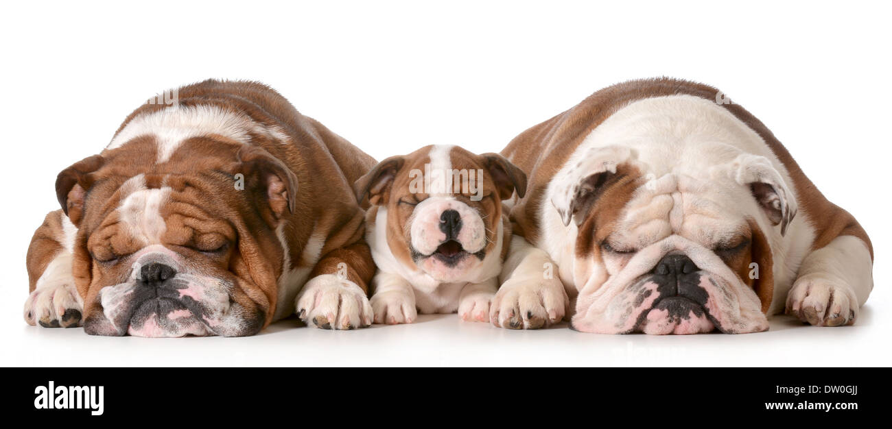 drei Bulldoggen - Vater ist zwei, Sohn ist 10 Wochen und Großvater 4 isoliert auf weißem Hintergrund Stockfoto