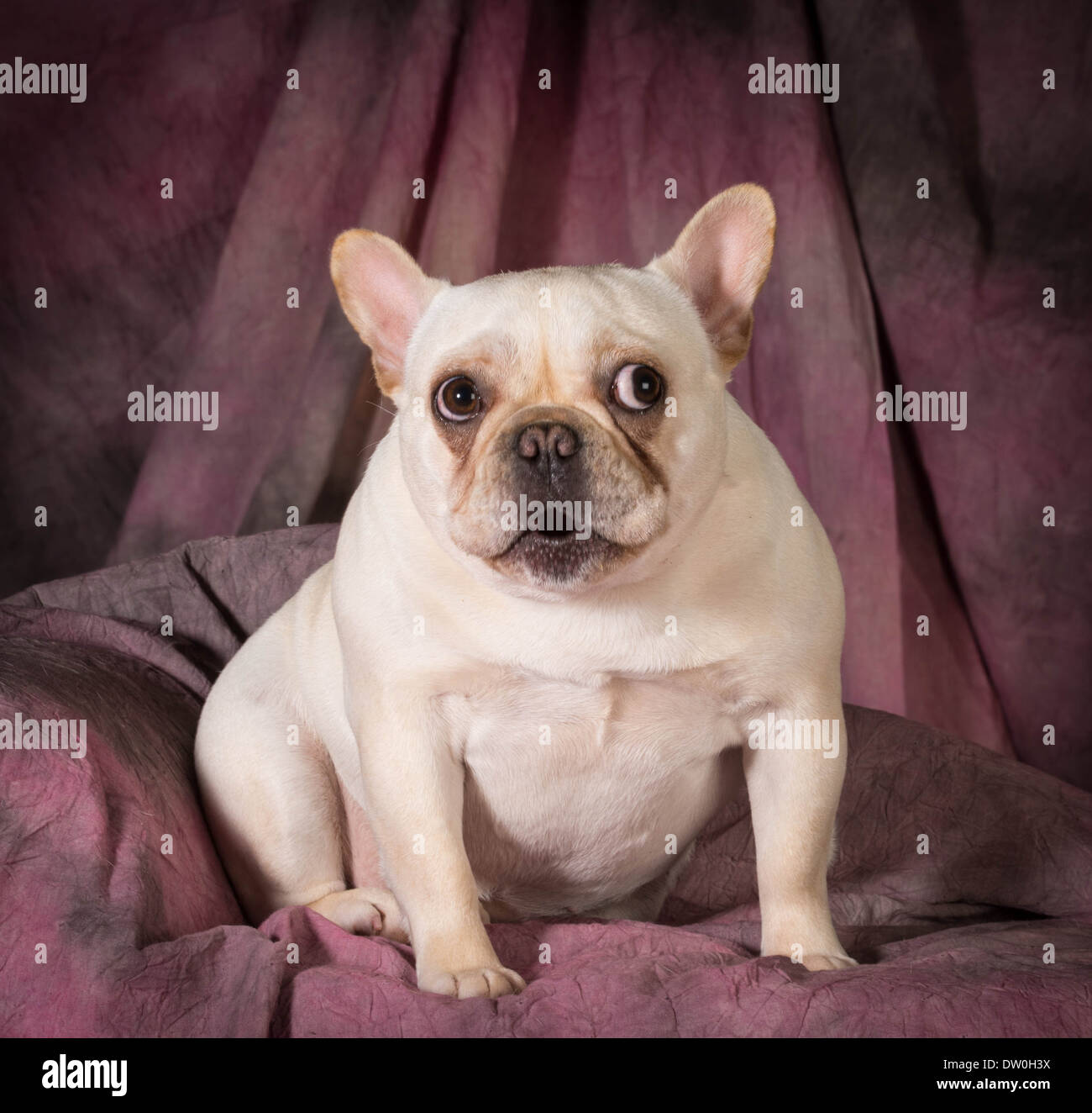 französische Bulldogge mit dummen Gesichtsausdruck auf lila Hintergrund Stockfoto
