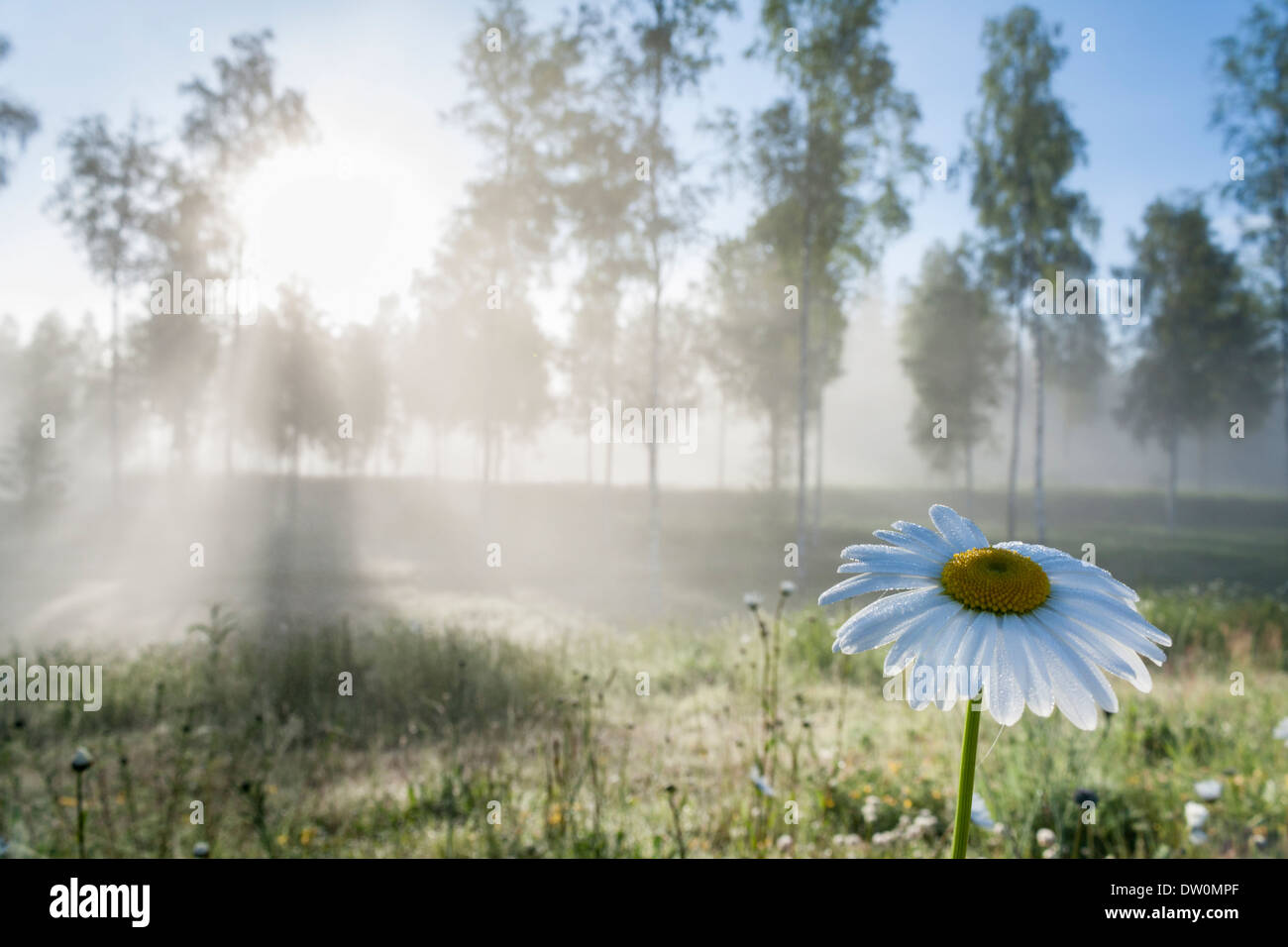 Morgen Sonne durch Nebel und Bäume auf einer Wiese mit ein Gänseblümchen im Vordergrund Stockfoto