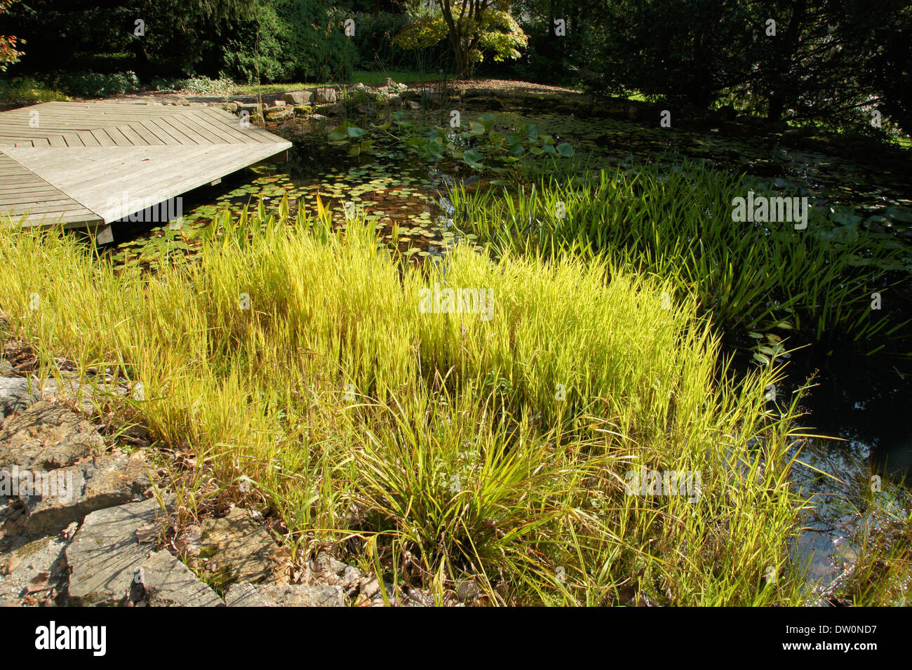 Wasserpflanzen mit Herbstlaub Stockfoto