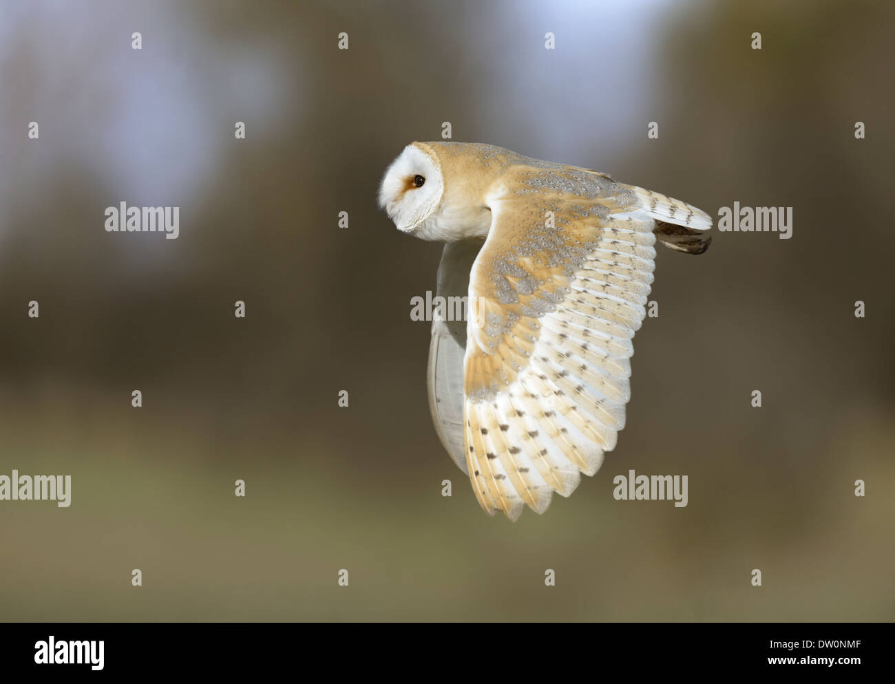 Schleiereule Tyto alba Stockfoto