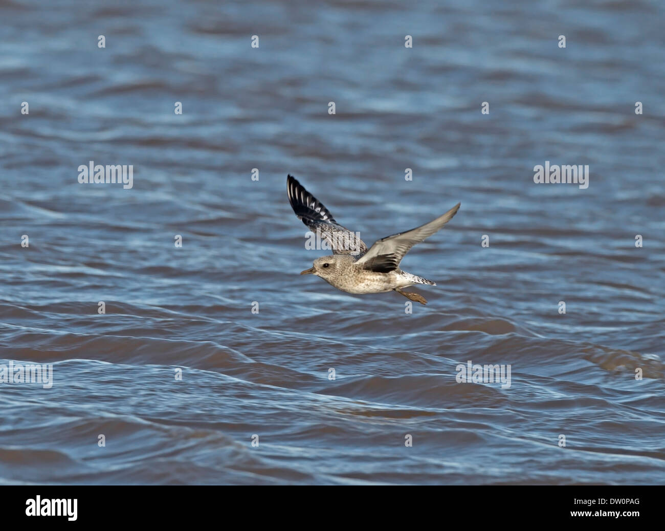 Grey Plover Pluvialis squatarola Stockfoto