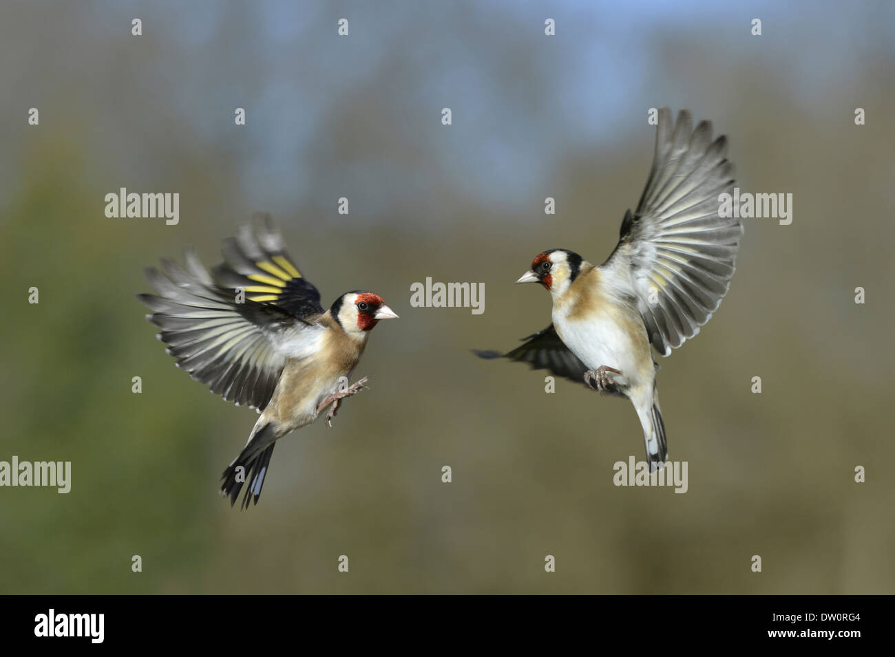 Stieglitz Zuchtjahr Zuchtjahr Stockfoto