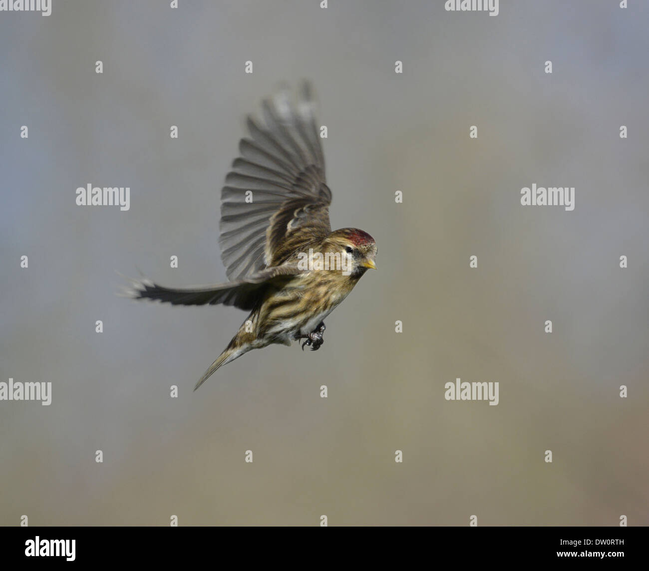 Geringerer Redpoll - Zuchtjahr Kabarett Stockfoto
