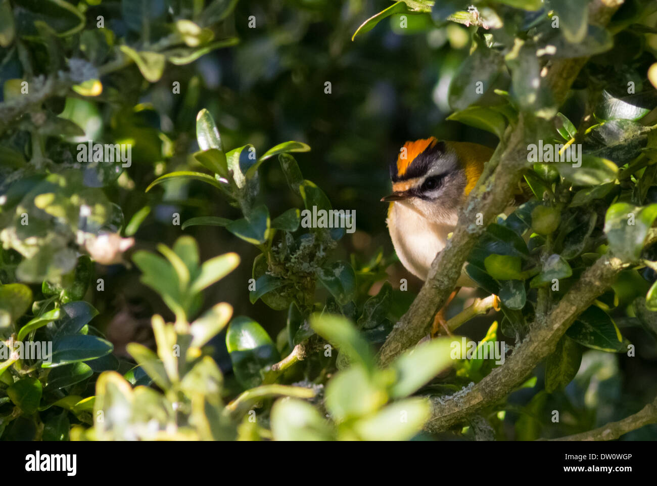 männliche Firecrest "Regulus Ignicapillus" 22.02.2014 Lynford Arboretum, Norfolk Stockfoto