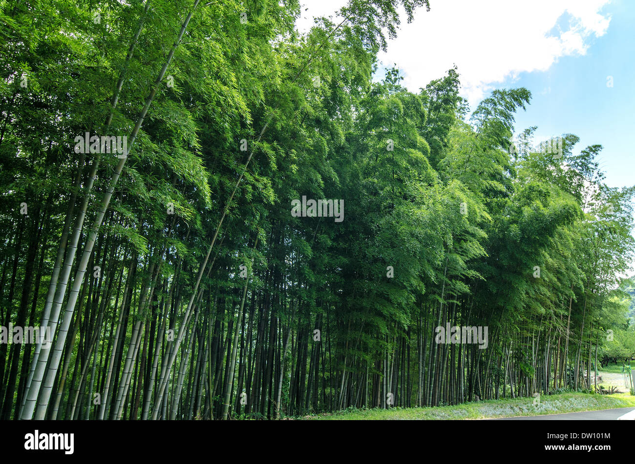 Yoshino Kumano Nationalpark, Wakayama Präfektur Stockfoto