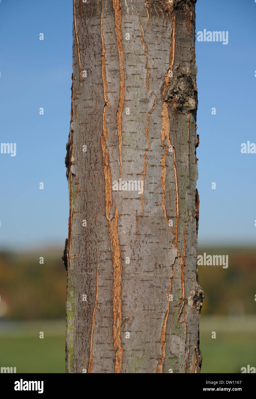 Rinde einer Berg-Ulme Stockfoto