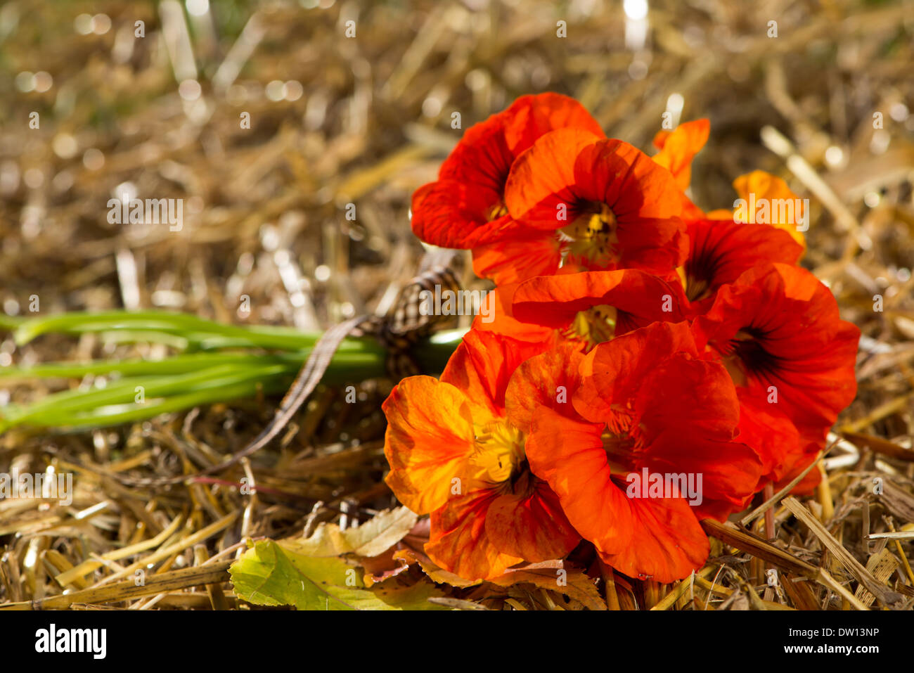 Herbstblumen im Stroh Stockfoto