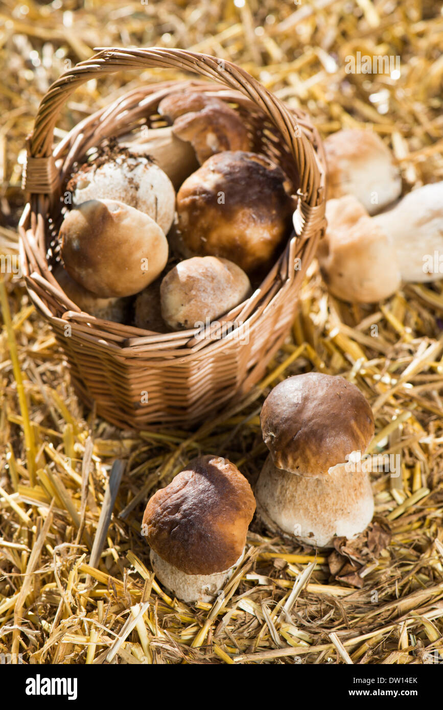 Frisch gesammelte Pilze auf Stroh Stockfoto