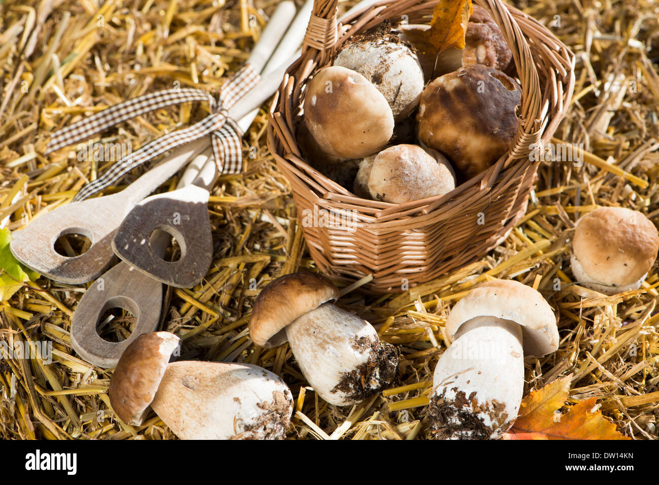 Frisch gesammelte Pilze auf Stroh Stockfoto