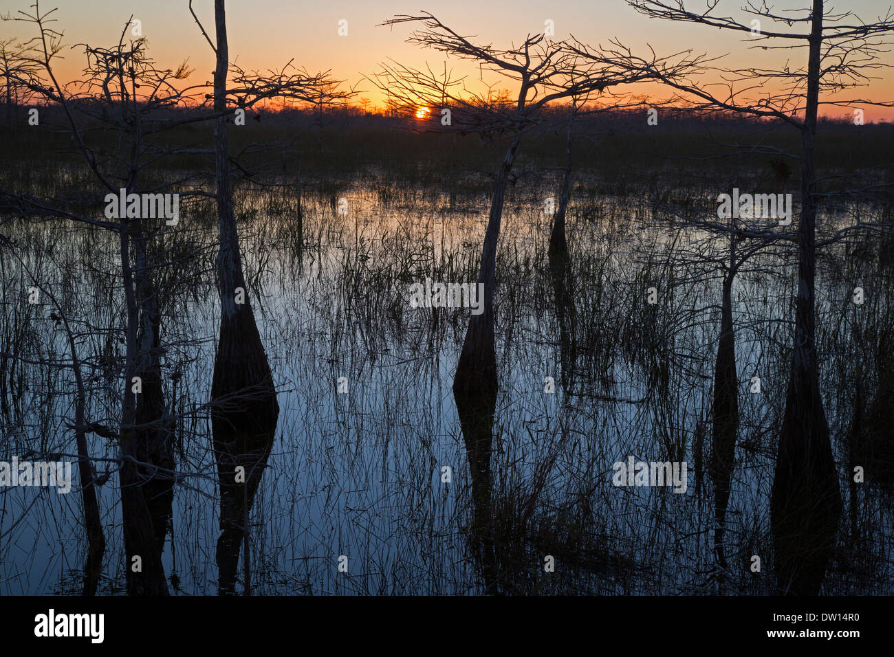 Everglades-Nationalpark, Florida - Sonnenaufgang über eine Zypresse-Sumpf. Stockfoto