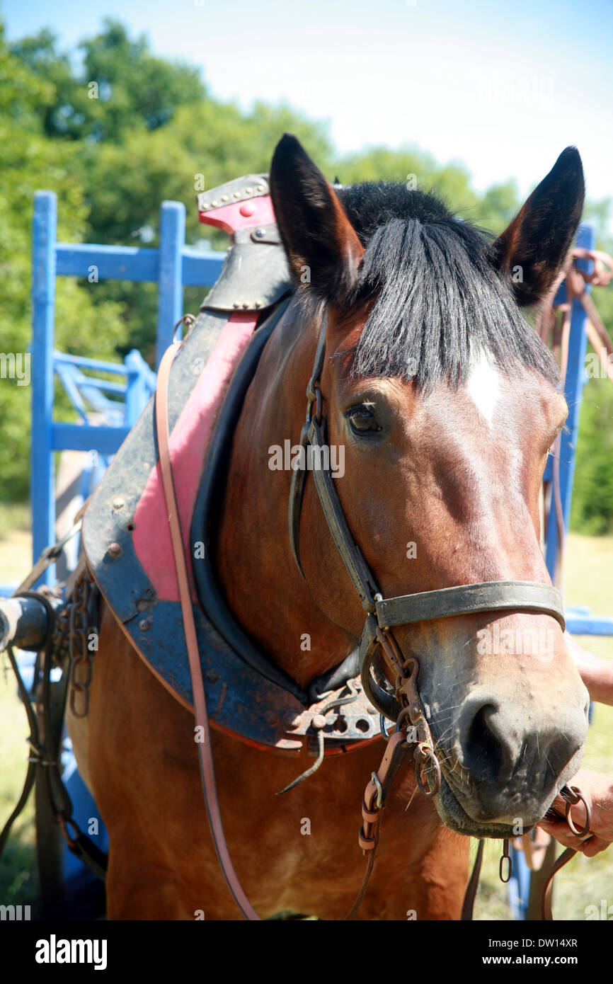 Shire horse Stockfoto