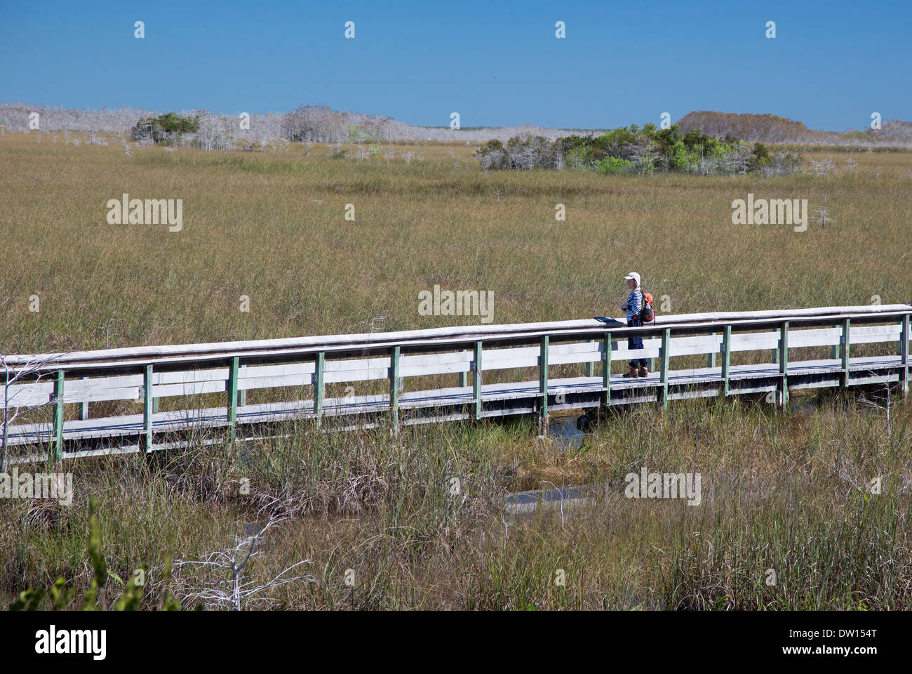 Everglades-Nationalpark, Florida - einem Holzsteg durch den "Fluß des Grases." Stockfoto