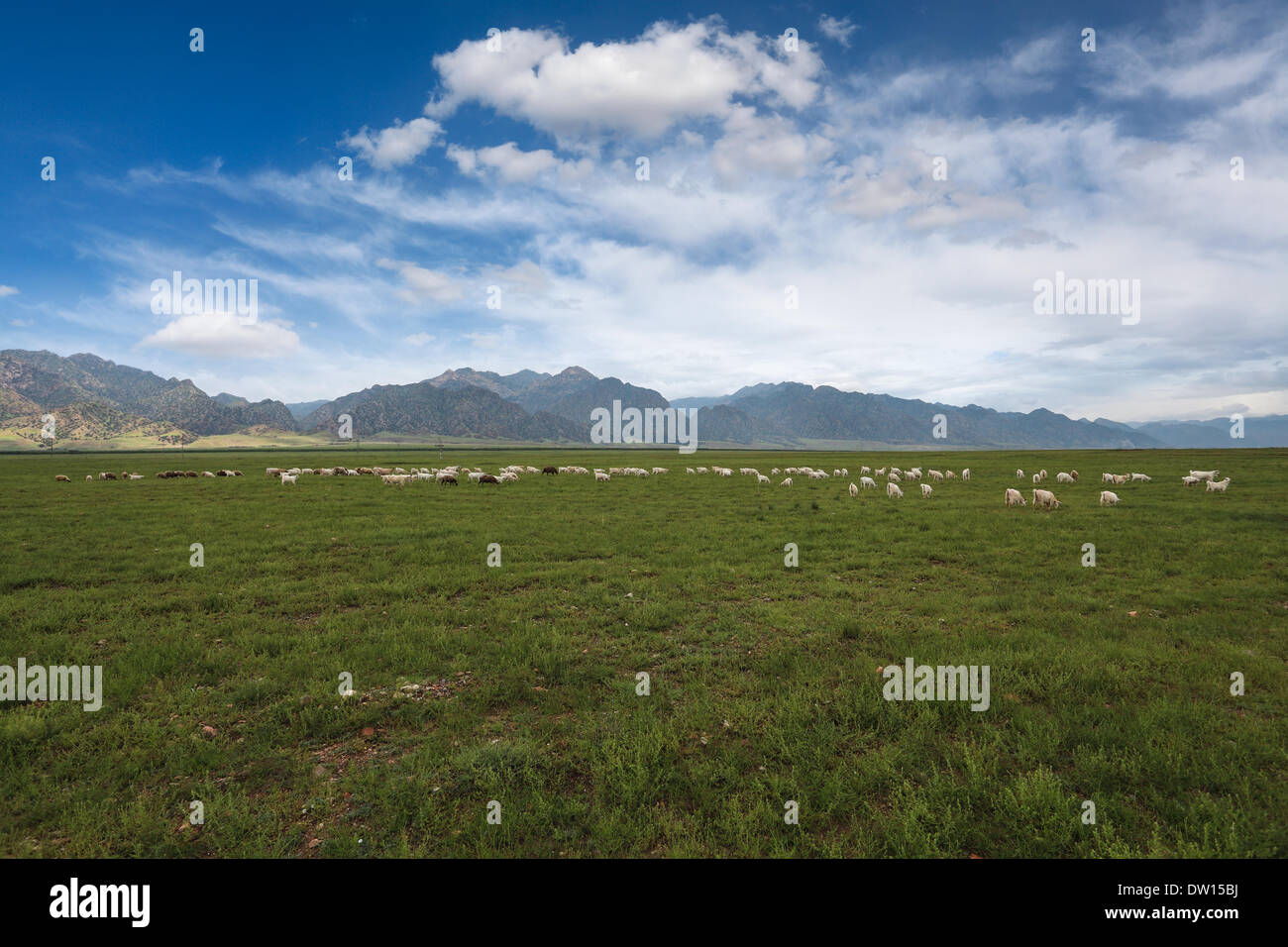 Schafherde auf der Weide unter dem blauen Himmel Stockfoto