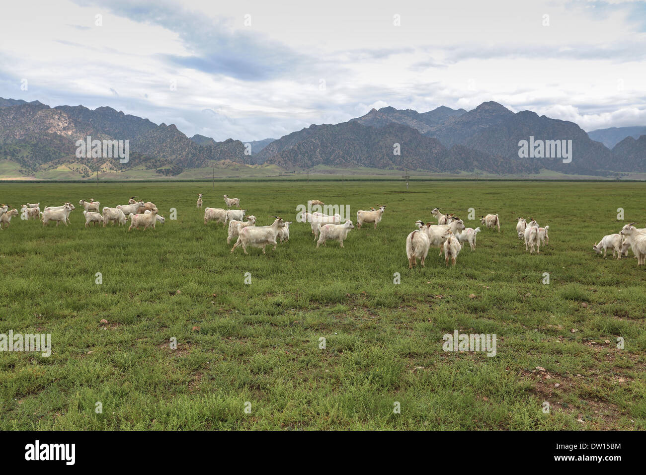 eine Herde Schafe auf der Weide Stockfoto