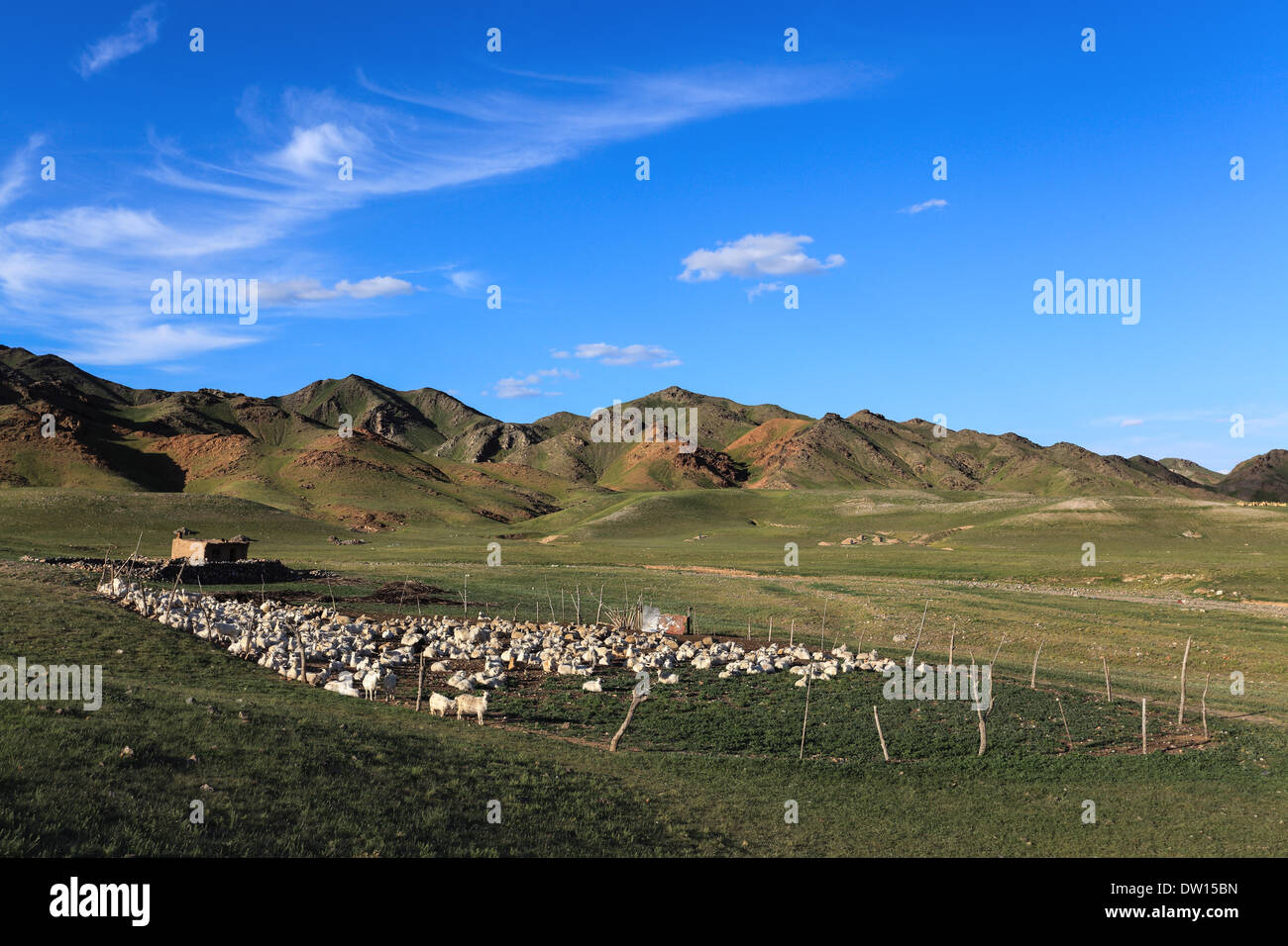 Schafe im Schafstall am Hang Stockfoto