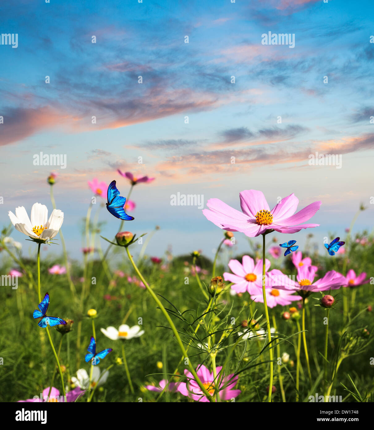 Schmetterlinge fliegen in die Blumen Stockfoto