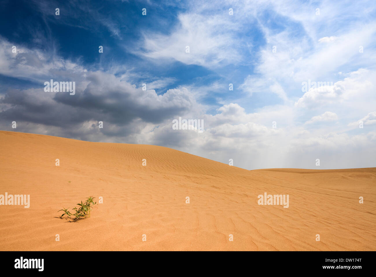 Sandwüste und kleinen Rasen Stockfoto