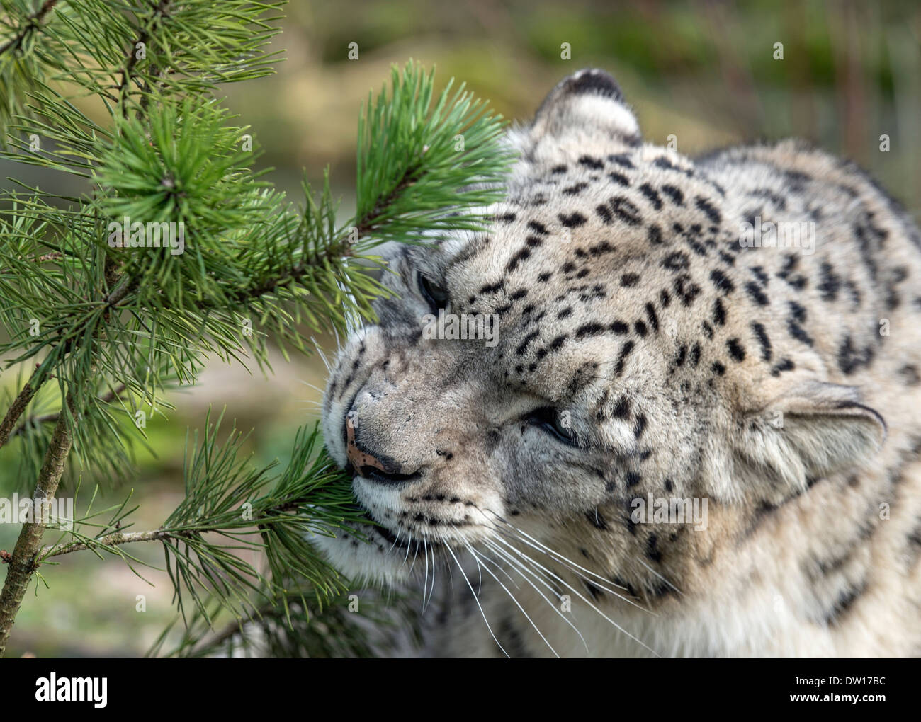 Männlichen Schneeleoparden knabbert an einem Baum Stockfoto