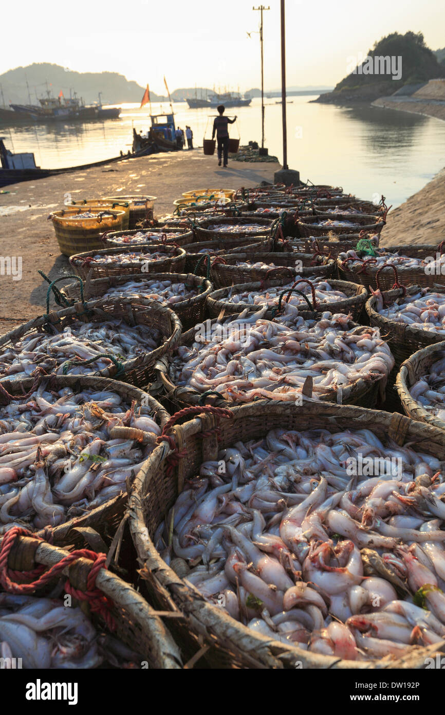frische Meeresfrüchte am Morgen Stockfoto