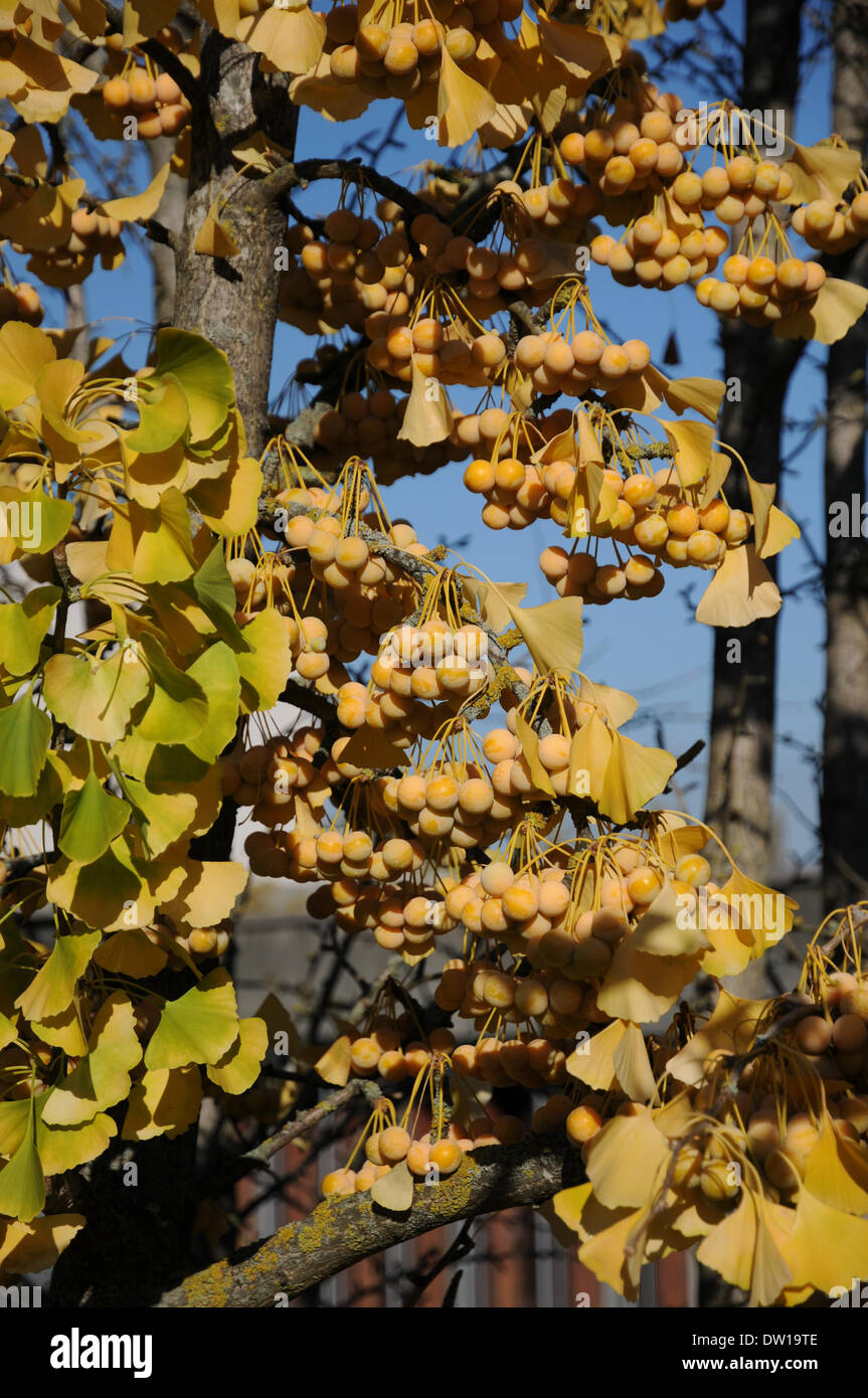 Ginkgo-Baum Stockfoto