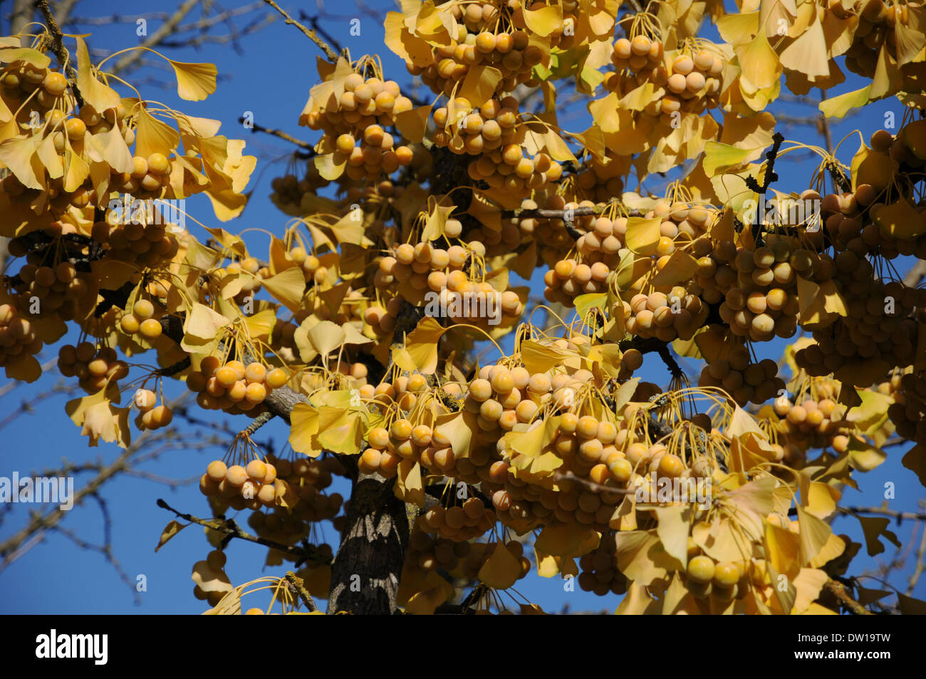 Ginkgo-Baum Stockfoto