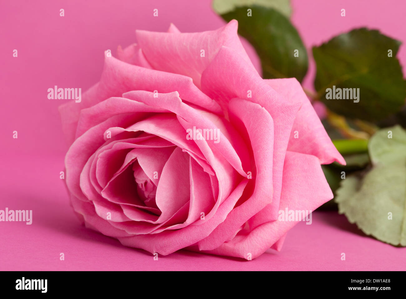 rosa Rose auf Magenta Hintergrund Stockfoto