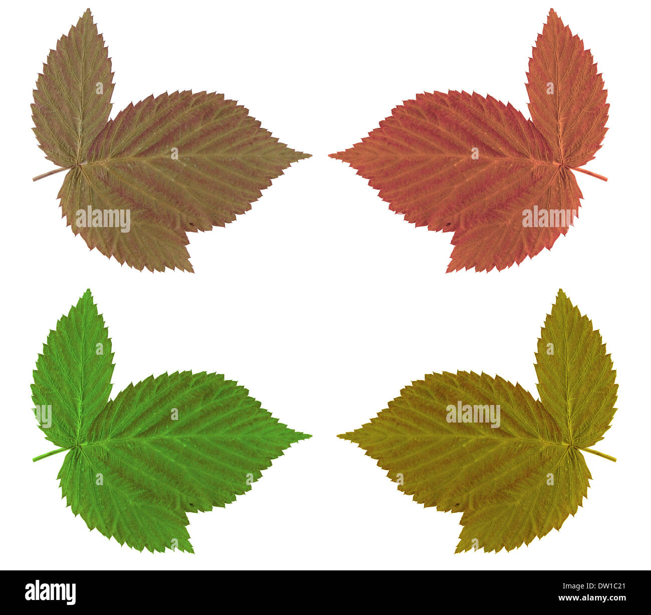 Herbst Blatt auf weißem Hintergrund Stockfoto