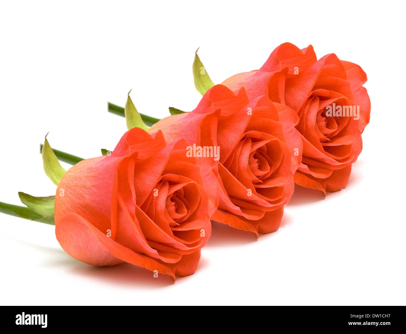 rote Rosen auf weißem Hintergrund Stockfoto