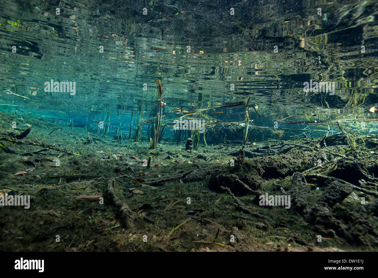 Landschaft und Umgebungslicht im Unterwasser Kulukan Cenote Höhle, Halbinsel Yucatan, Mexiko Stockfoto