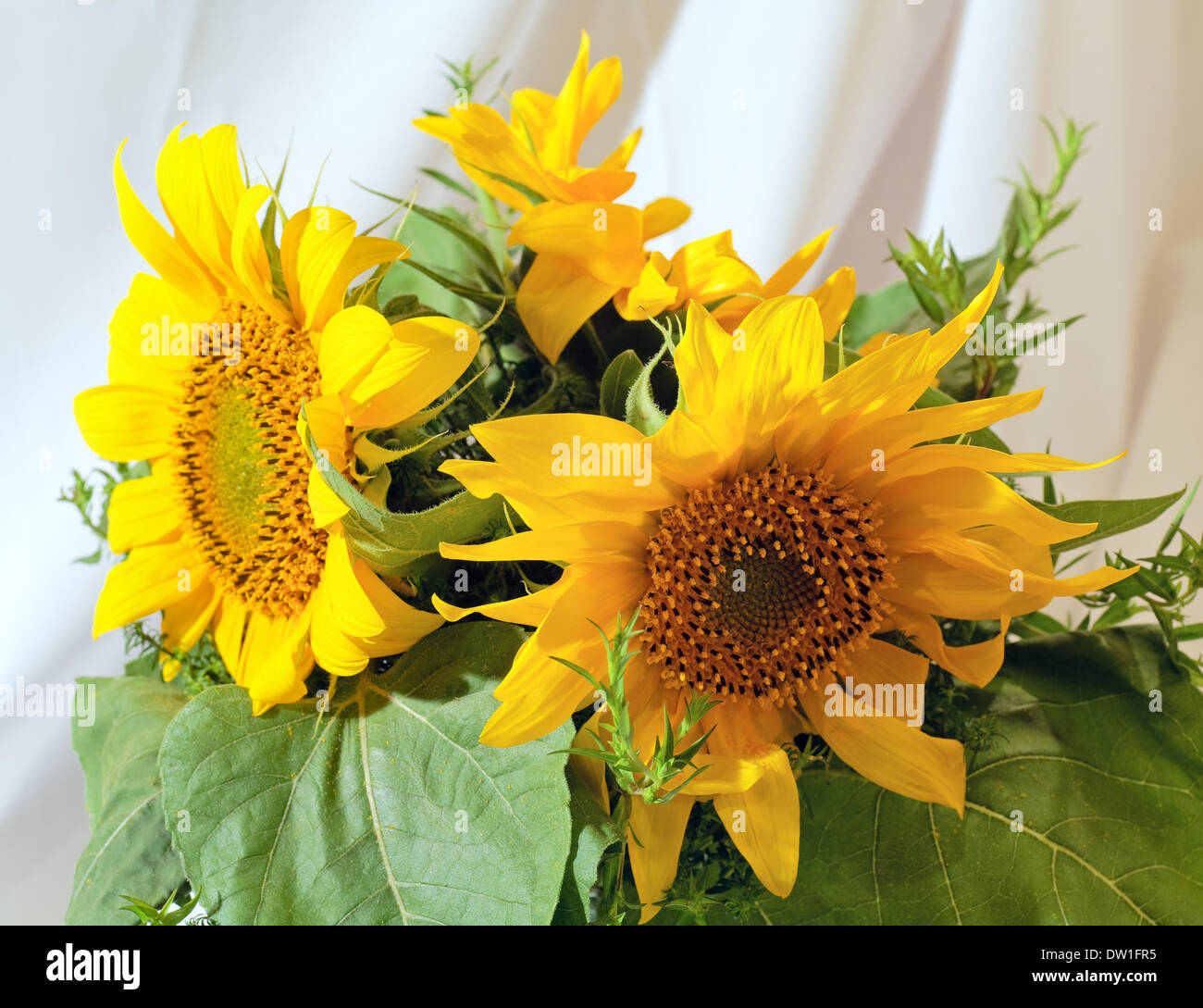 Sonnenblumen Strauß Stockfoto