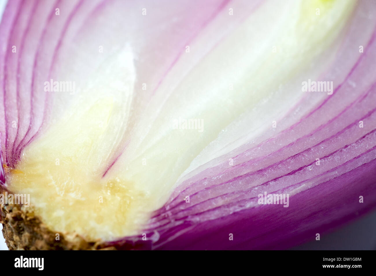 violette Zwiebel teilen Stockfoto