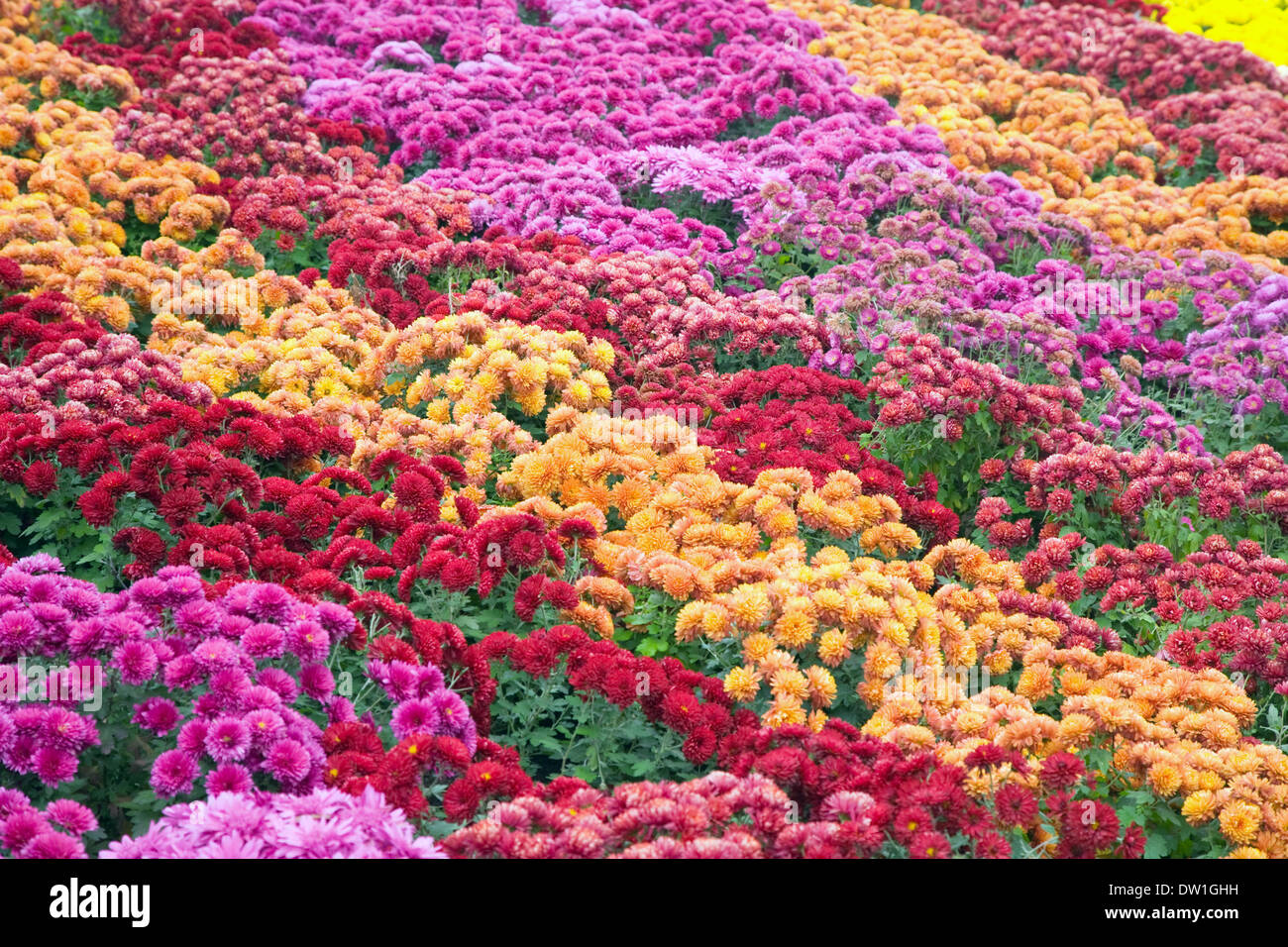 Chrysantheme Blume-bad Stockfoto