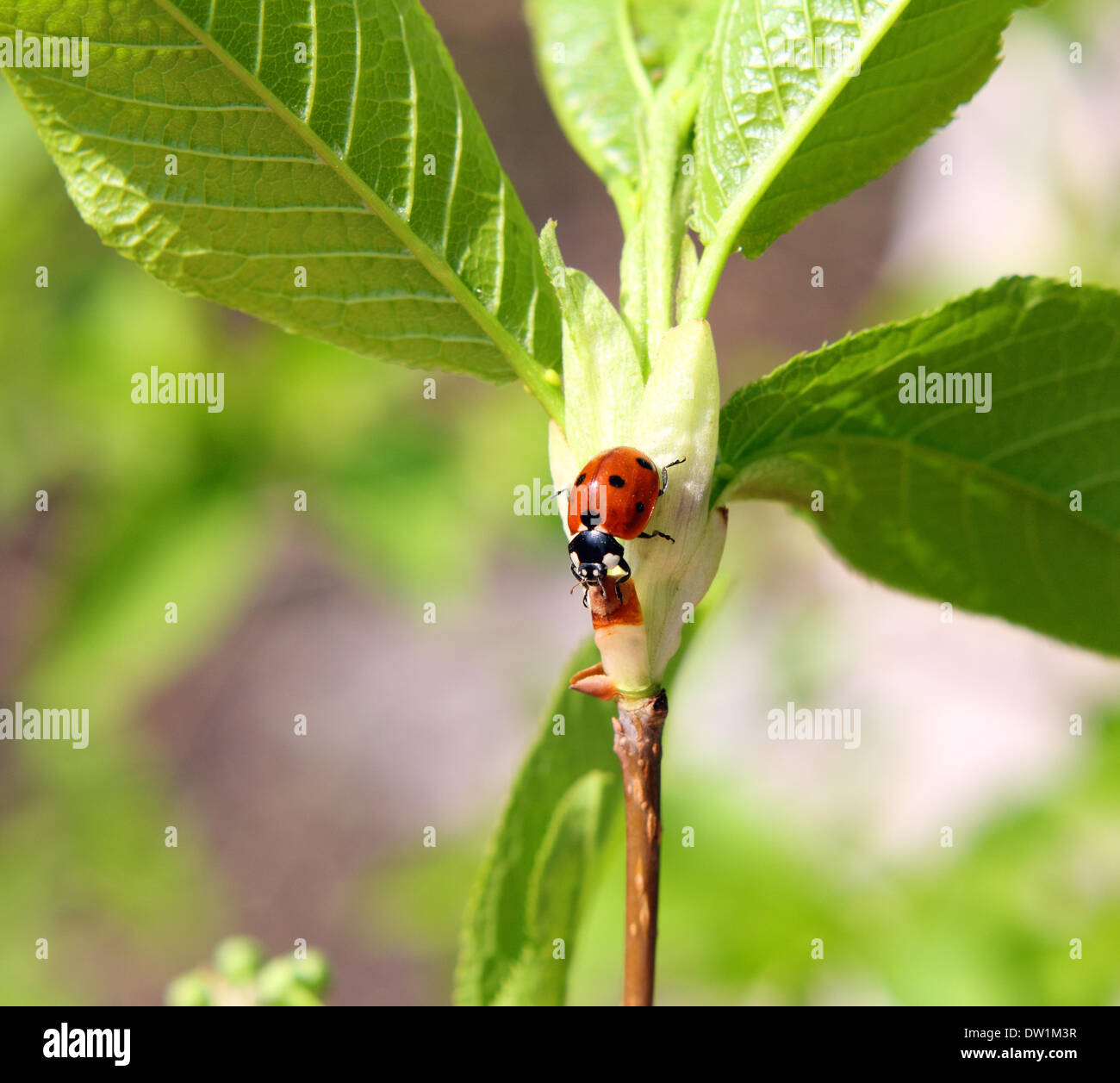 Marienkäfer auf Zweig Stockfoto