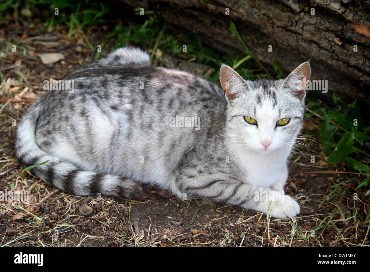 grau gestreifte Katze liegend Stockfotografie - Alamy