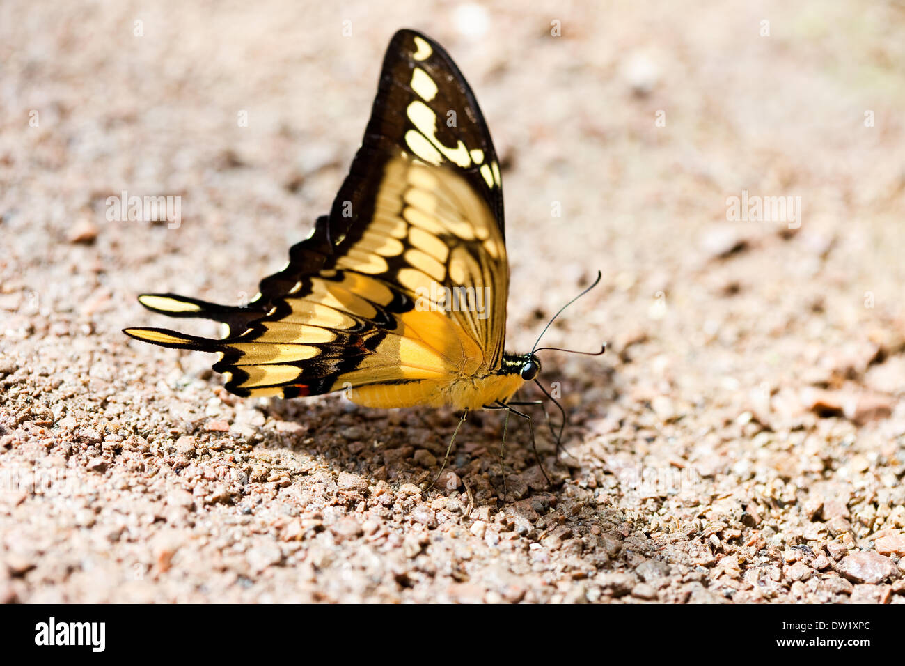 Schmetterling auf Stein und sand Stockfoto