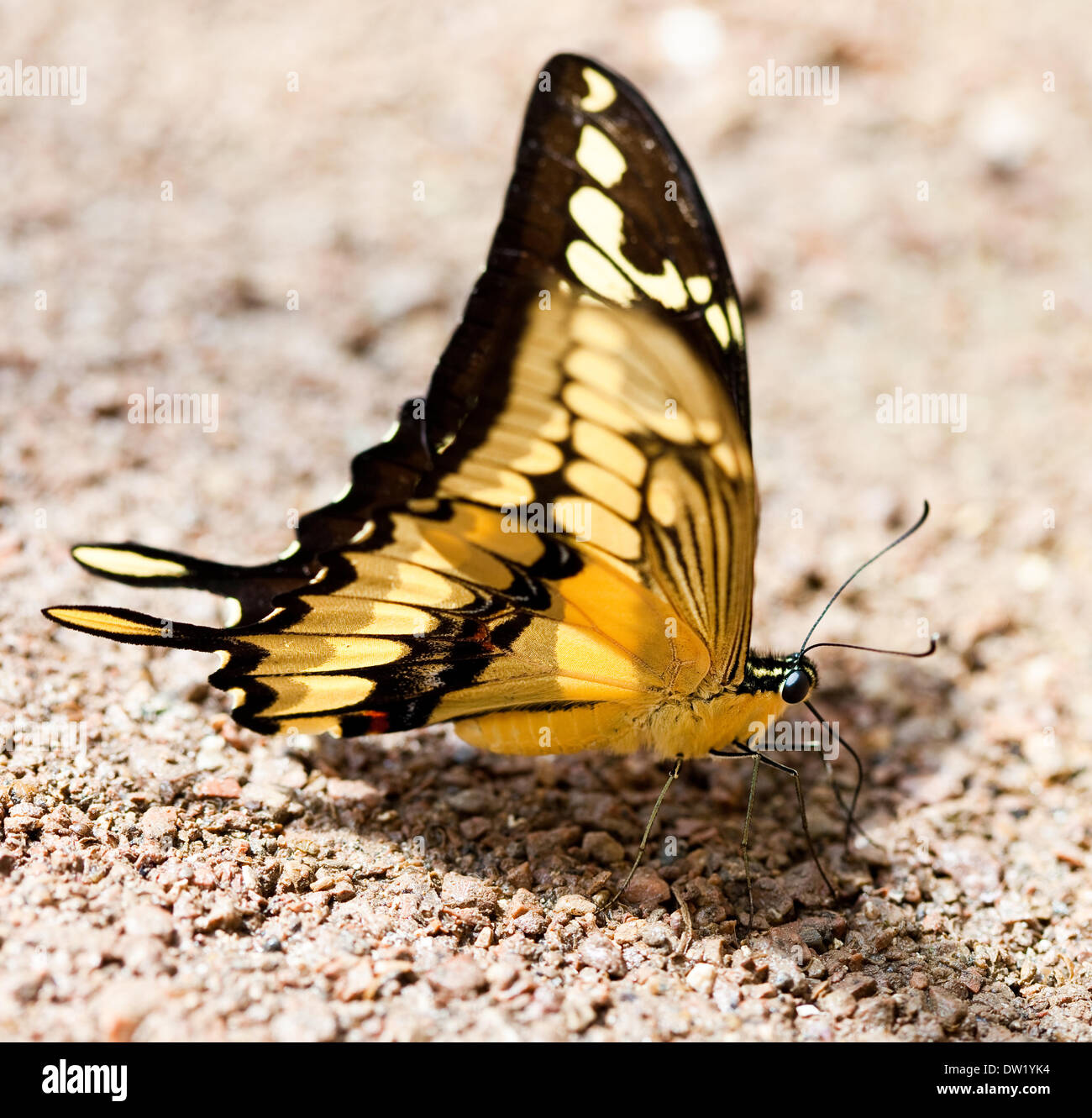 Schmetterling auf Stein und sand Stockfoto