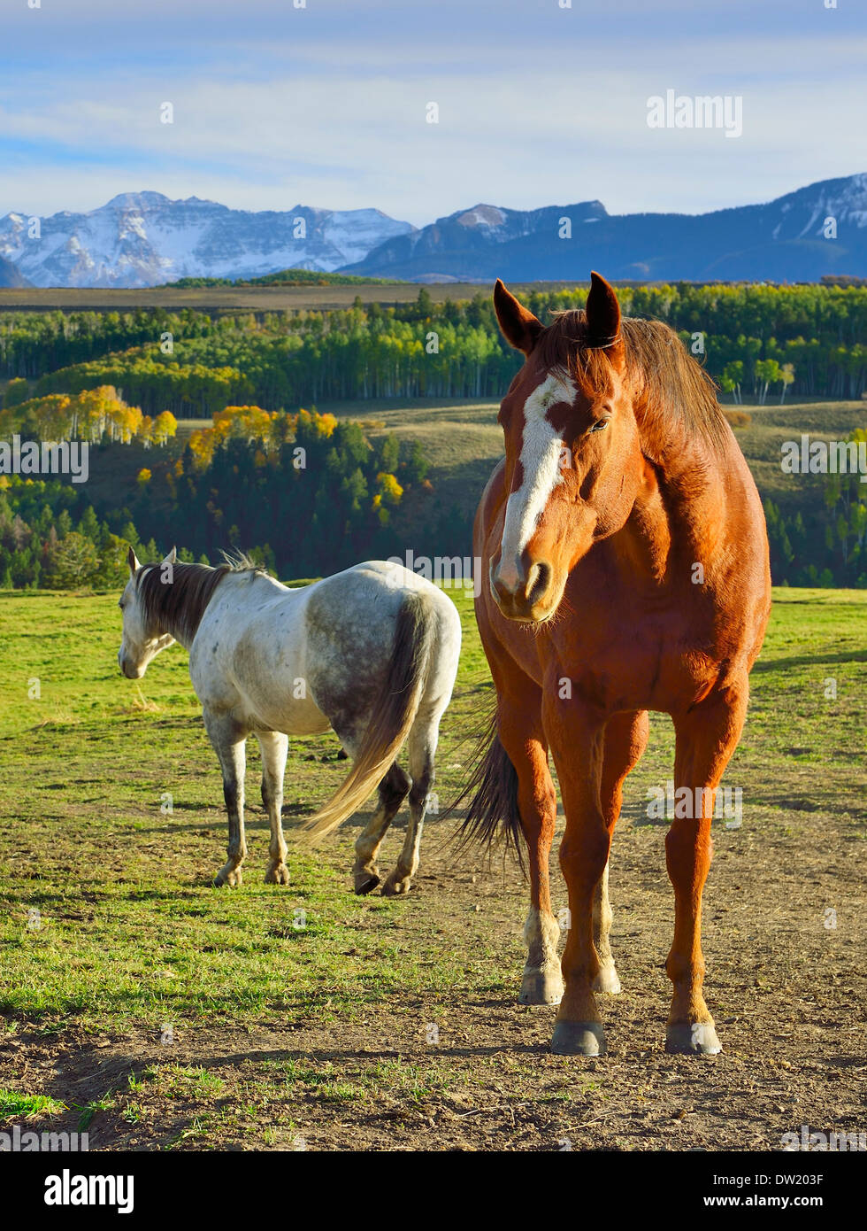 Pferde vor den bunten Bergen von Colorado Laub Saison Stockfoto