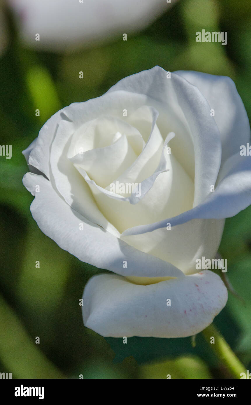 Rose Stockfoto