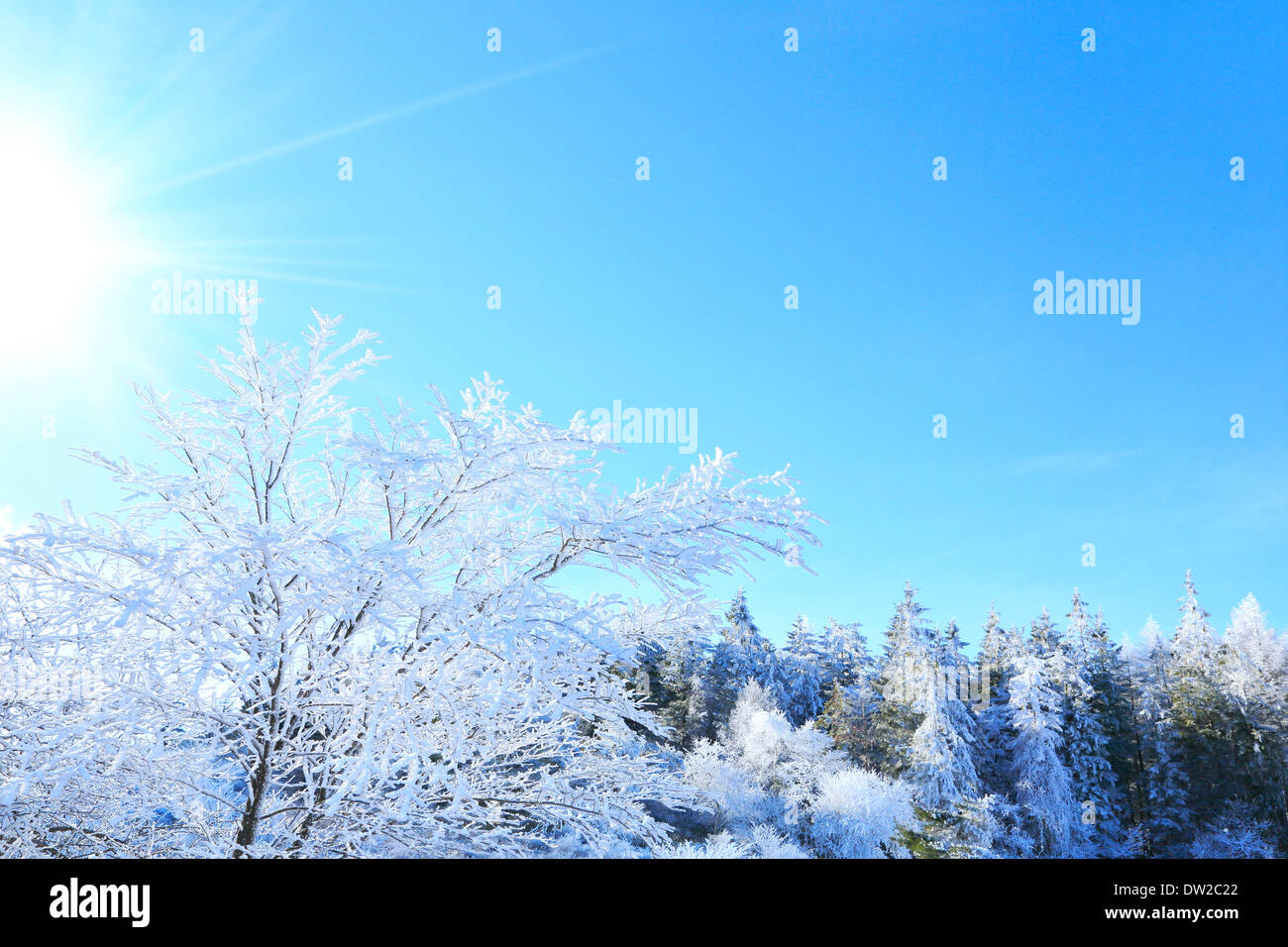 Rimed Bäume Stockfoto