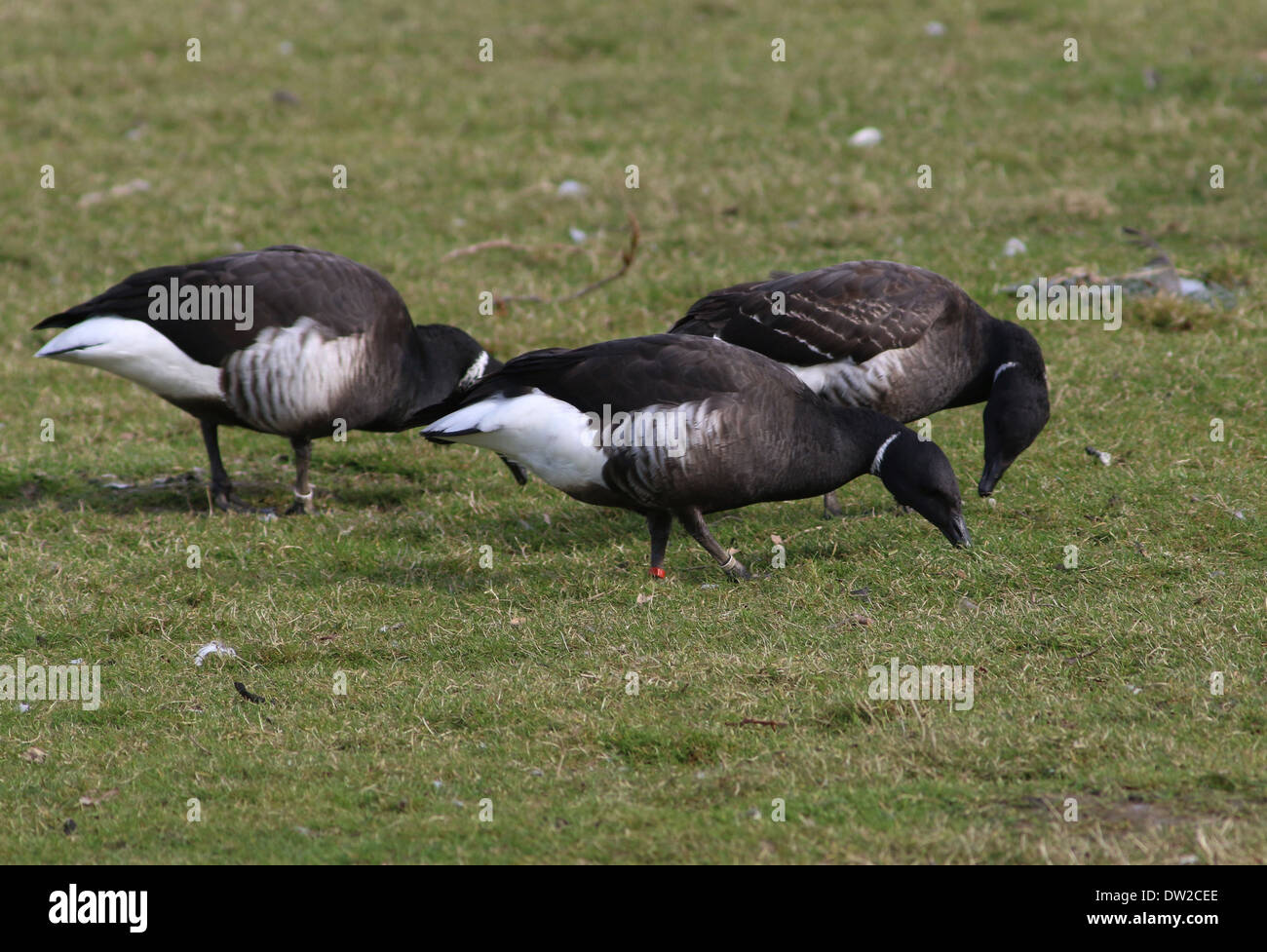 Gruppe von drei dunkel-bellied Brant Gänse (Branta Bernicla) Fütterung auf einer Wiese Stockfoto