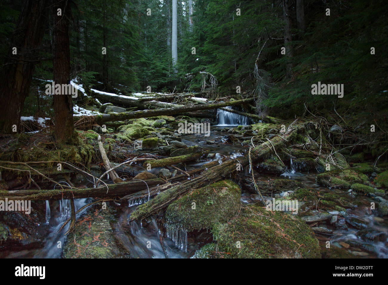 Eine beeindruckende Szene im Inland gemäßigten Regenwald Montana. Stockfoto