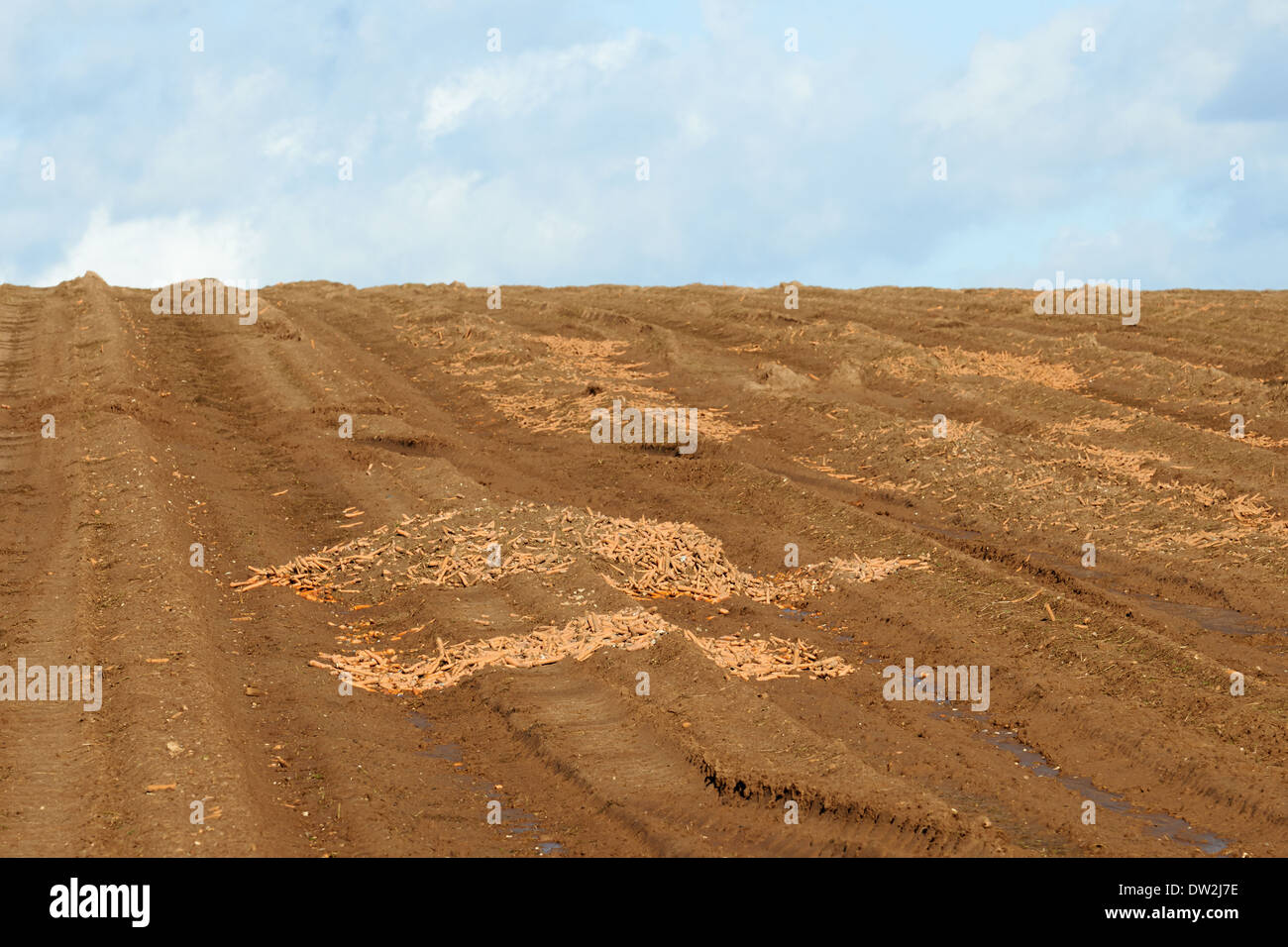 Geernteten Karotten links in ein Feld verrottet Stockfoto