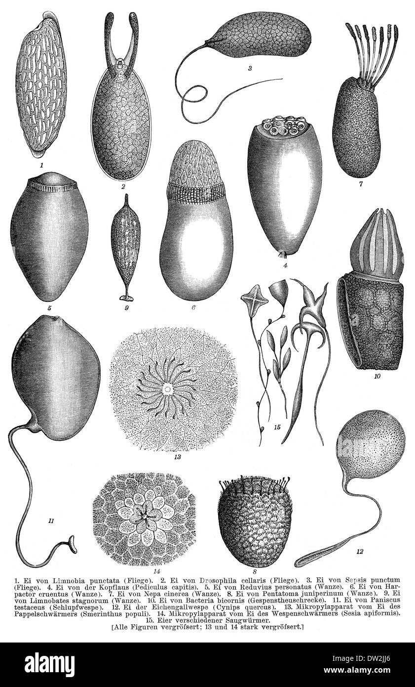 Insekten-Eiern, historische Darstellung, 1896, Historische Altersspuren, 1896, Eier von Insekten Stockfoto